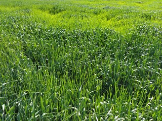 Wheat field close up. Green tall grass spike in the summer and sway in the wind. Intense green...