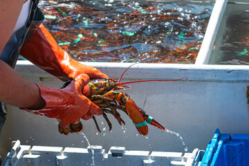 Fisherman holding Live Maine Lobster while sorting by size