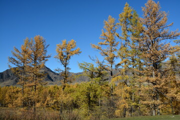 Fototapeta premium Orange larch trees on the mountain slopes in Altai in autumn