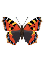 butterfly on white background