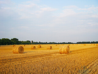 Fototapeta premium hay bales in the field