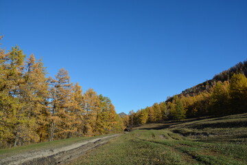 Fototapeta na wymiar Orange larch trees on the mountain slopes in Altai in autumn