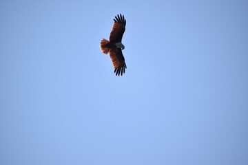 Soaring high. 