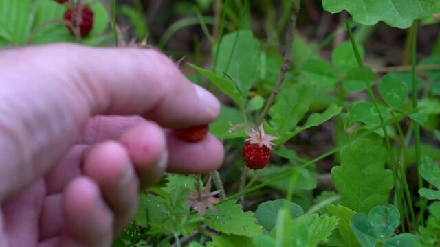 Picking ripe Wild Strawberries in natural ambient - (4K)