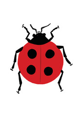ladybug
