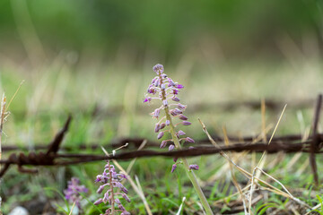 flower and wire fence 