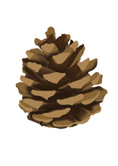 pine cone on white background