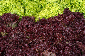 green and red salad lettuce. background of natural fresh greens