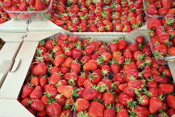 fresh organic strawberries in boxes