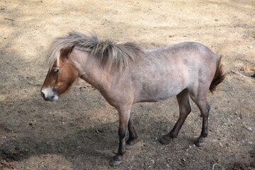 Beauty in the beast. 