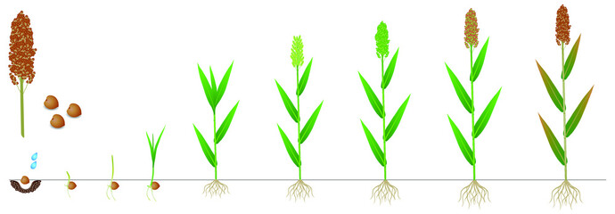 Cycle of growth of a sorghum plant on a white background. - obrazy, fototapety, plakaty