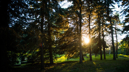 Trees in the sun. Sunset in the forest. Sunlight through tree branches. Trees at sunset. 