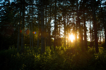 Trees in the sun. Sunset in the forest. Sunlight through tree branches. Trees at sunset. 