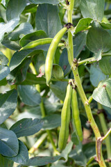  Vicia faba, also known as the broad bean, fava bean or tic bean.