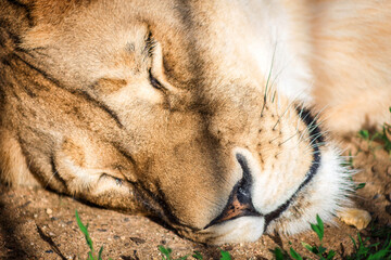 A large and terrible predator sleeps quietly. Close-up of an adult lion. A ferocious carnivore of...