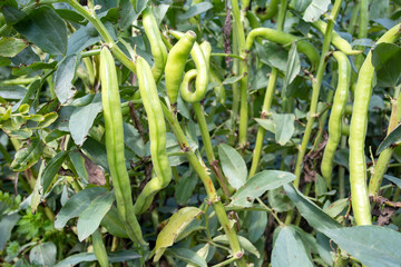 Vicia faba, also known as the broad bean, fava bean or tic bean.