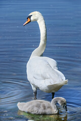 White swan on the water with a chick © Tinka Mach