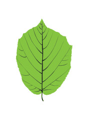green leaf on white background