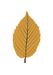 autumn leaf isolated on white