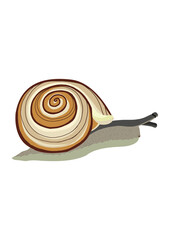 snail on a white background