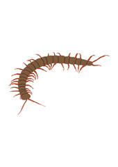 worm on white background