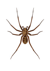 spider on white background