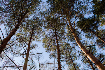 Tree trunks and branches against blue sky.  High tree shapes / silhouettes on the bright clear blue sky on sunny day in spring / summer / autumn 