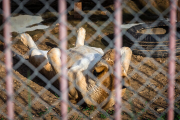 A large and terrible predator sleeps quietly. Close-up of an adult lion. A ferocious carnivore of...