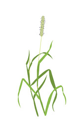 Grass seed