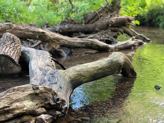 Fototapeta na wymiar A large log in a calm shallow river