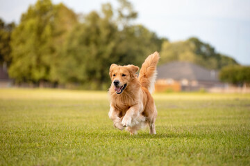 An adult Golden Retriever dog plays and runs in a park an open field with green grass - Powered by Adobe