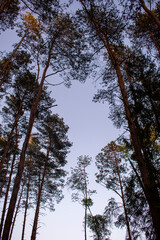 Tree trunks and branches against clear blue sky in summer / spring. Warm day and colours