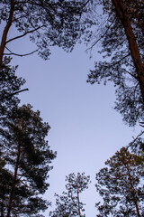 Obraz premium Tree trunks and branches against clear blue sky in summer / spring. Warm day and colours