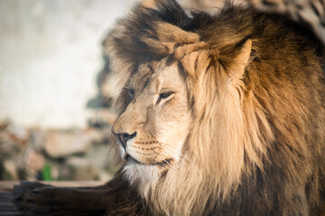 Close-up of an adult lion. A ferocious carnivore of the family Felidae. Lion in the zoo. Lying in a cage.