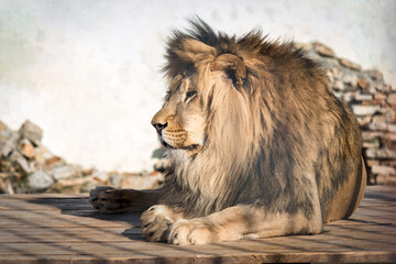 Close-up of an adult lion. A ferocious carnivore of the family Felidae. Lion in the zoo. Lying in a cage.