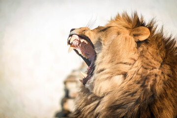 Close-up of a roaring lion. A ferocious carnivore of the family Felidae. Lion in the zoo. Open mouth.