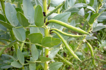  Vicia faba, also known as the broad bean, fava bean or tic bean.