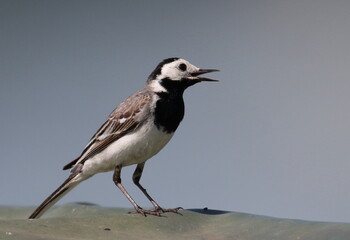 White Wagtail on river, Motacilla alba