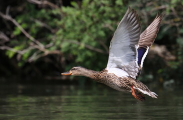 Mallard duck in flight above river background, Anas Platyrhynchos