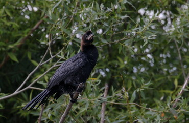 Great Cormorant on branch, Phalacrocorax Carbo