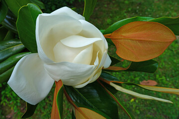 Ivory white flower of a Southern magnolia tree