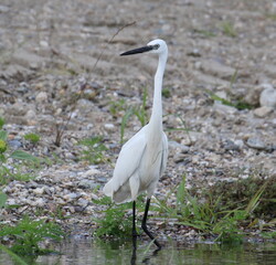 Little Egret on coast, Egretta garzetta