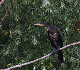 Great Cormorant on branch, Phalacrocorax Carbo
