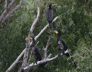 Great Cormorant on branch, Phalacrocorax Carbo