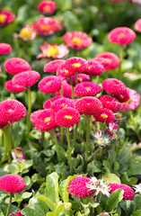 Daisy (in german Gänseblümchen or Margritli) Bellis perennis