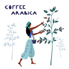 Woman unidentified coffee farmer is harvesting coffee berries in the coffee farm