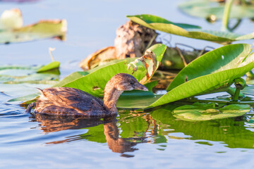 Pied-billed Grebe and its reflection.Anhinga trail.Everglades national park.Florida.USA