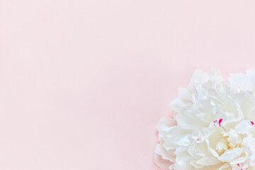 Close-up of a white peony flower on a pink pastel background