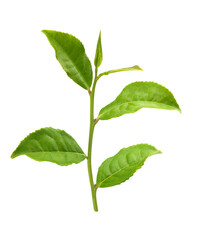 Tea branch with top leaves
