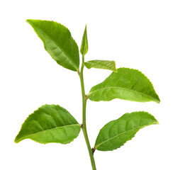Naklejka na ściany i meble Tea branch with top leaves